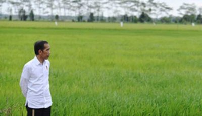 Implementasi Food Estate Belum Optimal