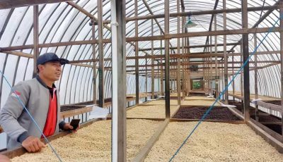 Jaga Tanaman Asli Bali, Petani Diajak Lestarikan Kopi Arabika Kopyol