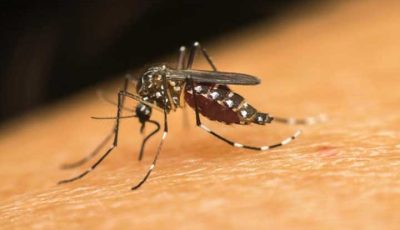 Dinkes Jakarta Mulai Sebar Telur Nyamuk Wolbachia pada 4 Oktober 2024