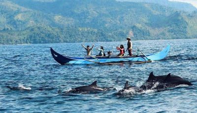 Melihat Dari Dekat Lumba-Lumba Di Teluk Kiluan Lampung