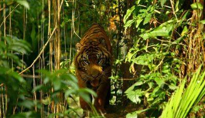 Petugas Gabungan Tingkatkan Penanganan Konflik Harimau Dan Manusia Di Pesisir Barat Lampung