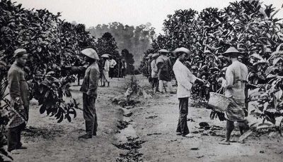 Asal Mula Kopi di Indonesia