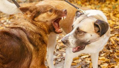 Anjing: Peliharaan Menggemaskan yang Perlu Perlindungan dari Rabies