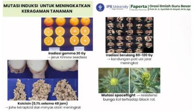 Riset tanaman hias biofarmaka oleh Guru Besar IPB