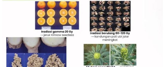 Riset tanaman hias biofarmaka oleh Guru Besar IPB