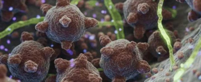 Ilustrasi cara pencegahan virus Nipah dan risiko penularannya