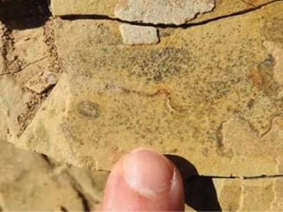 Hasil pemindaian skala nano spesimen fosil purba Corumbá Brasil yang ternyata koloni bakteri