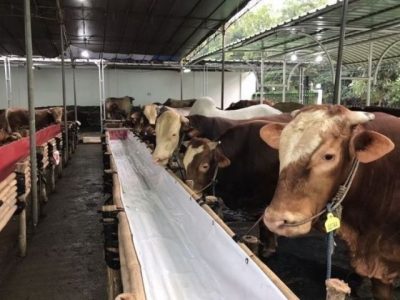 Petugas BBKHIT Kalimantan Timur melakukan pemeriksaan fisik dan dokumen kesehatan pada sapi kurban yang baru tiba di pelabuhan