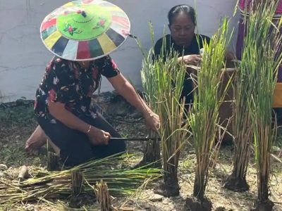Masyarakat adat suku Dayak di Kampung Ujoh Bilang Mahakam Ulu menggelar prosesi ritual adat Nebukoq syukuran panen padi