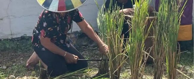 Masyarakat adat suku Dayak di Kampung Ujoh Bilang Mahakam Ulu menggelar prosesi ritual adat Nebukoq syukuran panen padi