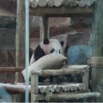 Bayi panda raksasa Rio saat tampil perdana bersama induknya di Istana Panda Indonesia, Taman Safari Bogor