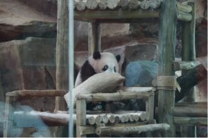 Bayi panda raksasa Rio saat tampil perdana bersama induknya di Istana Panda Indonesia, Taman Safari Bogor