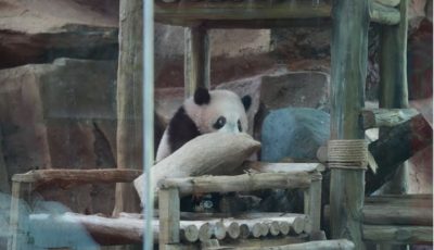 Bayi panda raksasa Rio saat tampil perdana bersama induknya di Istana Panda Indonesia, Taman Safari Bogor