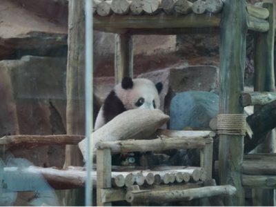 Bayi panda raksasa Rio saat tampil perdana bersama induknya di Istana Panda Indonesia, Taman Safari Bogor
