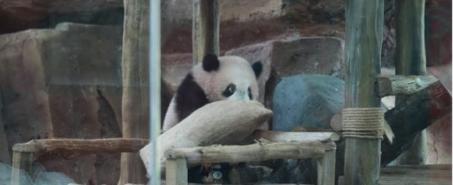 Bayi panda raksasa Rio saat tampil perdana bersama induknya di Istana Panda Indonesia, Taman Safari Bogor