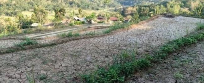 Ilustrasi lahan pertanian kering retak akibat cuaca ekstrem dan krisis perubahan iklim global